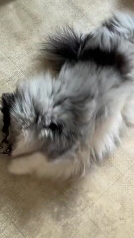 The video shows a fluffy dog, likely a Pomeranian due to its size and fur, lying on a light-colored tiled floor. The dog has gray, black, and white fur. The dog is actively rolling around on its back, with its paws in the air, appearing to be playing or enjoying itself. Its tail is bushy and curled over its back. The lighting suggests it is daytime, possibly indoors, with shadows cast on the floor. The camera is positioned above and to the side of the dog, capturing its playful movements. The dog occasionally opens its mouth and its tongue is visible.