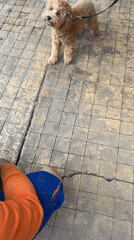 Dog training session observed in Nesebar tourist district