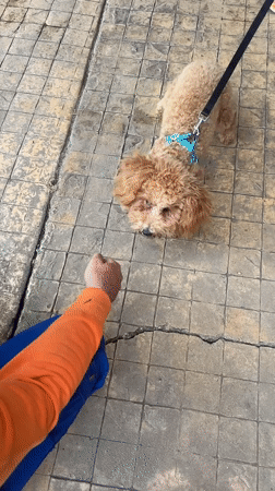 Dog training session observed in Nesebar tourist district