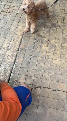Dog training session observed in Nesebar tourist district