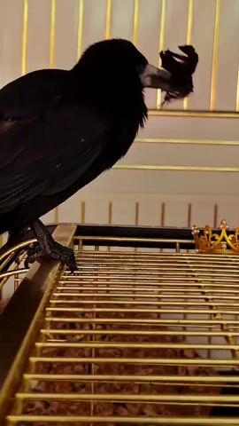 A black bird perched on a golden cage, holding a small object in its beak. The bird looks up and then down, manipulating the object with its beak and feet. A miniature golden crown sits on a platform inside the cage. The background consists of vertical golden bars.
