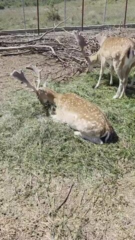 A video shows two spotted deer in an outdoor enclosure. One deer is lying down on its side in the grass, while the other deer is standing and grazing. The enclosure appears to be fenced, and there are branches and dirt on the ground. The lighting suggests it is daytime.