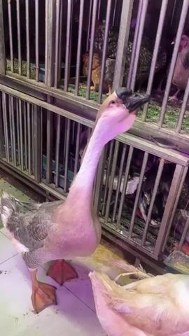 The video shows two geese standing on a tiled floor. The goose on the left is grey and white, with its neck extended upwards and its head turned to the side. The goose on the right is white and yellow, with its neck extended forward. Behind the geese, there is a metal cage containing chickens. There is a pink bucket of water in the foreground. The lighting is purple and pink, suggesting artificial lighting. The video appears to be taken in a market or an animal enclosure.