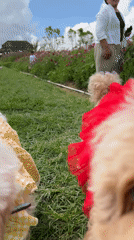 Family visits Indonesian flower field with costumed dogs