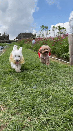 Family visits Indonesian flower field with costumed dogs