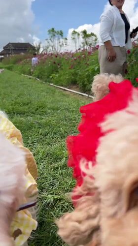 Family visits Indonesian flower field with costumed dogs