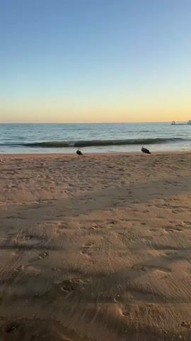 A serene beach scene at sunset. The camera pans slightly from left to right across the sandy shore, where footprints are visible. Two seagulls stand on the wet sand near the water's edge. Gentle waves lap at the shore under a clear blue sky that transitions to a warm, golden hue near the horizon. The overall atmosphere is peaceful and tranquil.