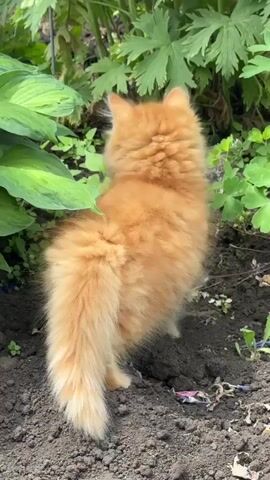 A fluffy, orange kitten with a long tail is seen from behind, facing away from the camera. The kitten is standing on dark soil in what appears to be a garden. Lush green foliage surrounds the kitten, with large leaves to its left and smaller, delicate green plants to its right. The kitten's head is turned slightly to its right, and it seems to be sniffing or investigating something amongst the plants. The overall lighting suggests an outdoor, daytime scene, possibly with some dappled sunlight. The kitten's fur is the predominant color in the frame, contrasting with the green of the plants and the dark soil. There are a few small purple petals scattered on the ground near the kitten.