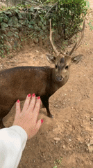 Early morning visitors interact with deer at Suthep wildlife park