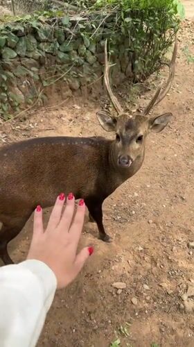 Early morning visitors interact with deer at Suthep wildlife park