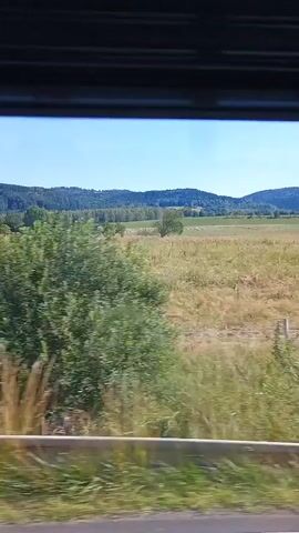 The video shows a view from a moving vehicle looking out at a rural landscape. The foreground features tall green grass that is blurred due to motion. Behind the grass, a field of drier, golden-brown grass stretches into the distance. In the middle ground, a line of white objects, possibly sheep, are visible in the field. Further back, a gentle hill covered in trees forms the horizon under a clear blue sky. The perspective suggests the viewer is traveling parallel to the field.