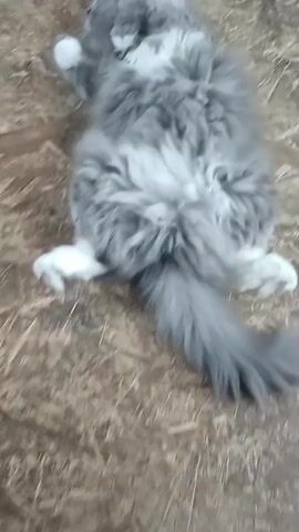 A fluffy gray cat with white markings lies on its back, paws up, on a textured brown surface. The cat's eyes are open and it looks towards the camera.