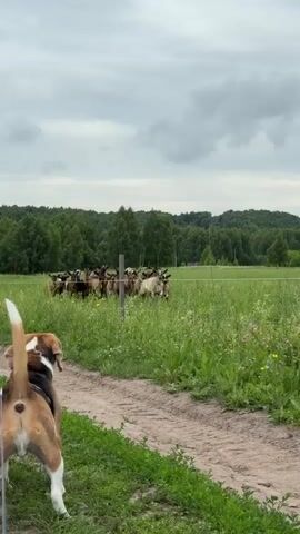 A beagle dog on a leash stands on a dirt path and looks towards a herd of goats in a grassy field. The goats are behind a wire fence. The field is surrounded by trees. The sky is cloudy.