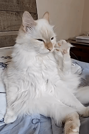 Blue-eyed white cat grooming on a floral duvet