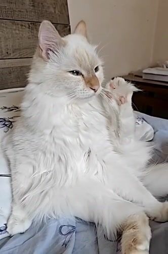 Blue-eyed white cat grooming on a floral duvet