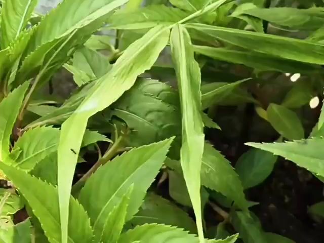 The video is a close-up shot of lush green plants. The camera slowly pans across the foliage, highlighting the texture of the leaves and the vibrant colors. Sunlight filters through the leaves, creating dappled patterns and illuminating the scene. The plants appear healthy and well-watered, with no visible signs of disease or damage. The overall impression is one of natural beauty and tranquility.