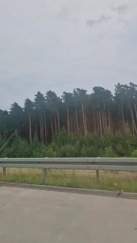 This is a vertical, eye-level, outdoor shot of a forest seen from the side of a road. The forest is dense and made up of tall pine trees with thinner, younger trees and bushes in front of them. A metal guardrail runs horizontally across the middle of the frame, separating the road from the forest. The sky is overcast and gray. The road itself is paved with concrete and appears to be empty of other vehicles at the moment. The overall impression is a natural landscape bordering a man-made road.