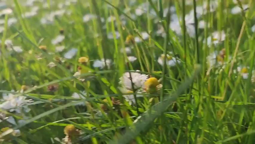 The video shows a close-up, low-angle view of a field of daisies and grass. The camera is positioned very close to the ground, looking up through the vegetation. The daisies are small and white with yellow centers. The grass is green and blades are visible in the foreground, some of which are out of focus. The lighting suggests it is either early morning or late afternoon, with the sun casting a warm glow on the scene. The overall impression is one of natural beauty and tranquility.