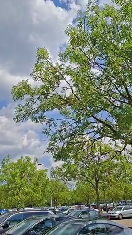 This is a short, vertical video clip showing a parking lot with cars under a bright, cloudy sky. The camera is angled upwards, focusing on the sky and the tops of trees.

**Subjects:** The primary subjects are the sky, filled with fluffy white clouds against a vivid blue backdrop, and the lush green foliage of trees that partially obscure the view. Below the trees, numerous cars are visible parked in rows, suggesting a public space like a shopping center or an event venue. There are no people visible.

**Activity or Event:** The clip captures a static scene, with no discernible activity taking place beyond the stillness of the parked cars and the gently swaying tree branches in what appears to be a light breeze.

**Notable Details:**
*   **Time of Day:** The bright sunlight and clear blue sky with scattered clouds indicate it is daytime, likely late morning or early afternoon.
*   **Weather:** The weather is fair with a mix of sun and clouds, creating a pleasant, bright atmosphere.
*   **Location Cues:** The presence of a large parking lot and the style of streetlights visible in the background could suggest a suburban or commercial area. The specific mention of Rastatt, Germany, provides geographical context.
*   **Emotions:** The bright lighting and the natural scenery evoke a sense of calm and openness.

**Visible Text:** There is no visible text in the video clip.