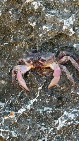 The video shows a medium-sized crab clinging to a textured, rocky surface. The crab is predominantly purple and gray, with distinct pink claws. The camera zooms in, offering a closer view of the crab's face, including its beady eyes and mouth. The texture of the rock is rough, with patches of white or light-colored material. A voice is heard speaking in another language.