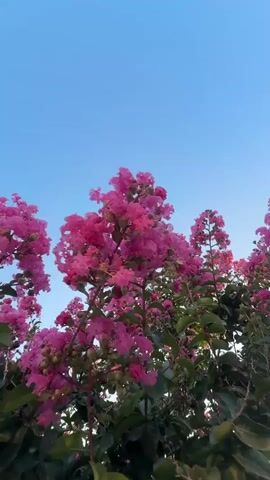 The video shows a close-up, low-angle view of a tree with bright pink flowers against a clear blue sky. The camera pans slightly upwards, highlighting the dense clusters of flowers and green leaves. The lighting suggests it is daytime, possibly late afternoon or early evening due to the soft quality of light. No people or other objects are visible in the frame.