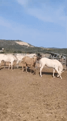 Animals observed at Olèrdola ranch facility during sunny afternoon