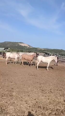 The video captures an outdoor scene at a horse paddock or ranch under a clear, sunny sky. The ground is dry and dusty, with scattered dry vegetation or straw.

In the foreground, three horses are prominent: two light-colored (likely white or very pale) horses, one on the left and one on the right, and a tan or dun-colored horse in the center. The light-colored horse on the left is standing with its head lowered, seemingly grazing or resting. The tan horse in the middle turns its head towards the camera, then takes a few steps forward, looking directly at the viewer. The light-colored horse on the right also lowers its head towards the ground.

In the background, more horses are visible near wooden fences and shaded shelters or stalls. Beyond the enclosures, rolling hills or mountains covered with sparse vegetation rise against the bright blue sky.

The activity primarily involves the horses standing and moving slightly within their enclosure. A person is filming and can be heard whistling, likely to attract the horses' attention or interact with them. The time of day appears to be midday due to the bright sunlight and lack of long shadows. The weather is clear and pleasant. There is no visible text in the frame. The setting suggests a rural area, consistent with the provided location context of Olèrdola, Spain.