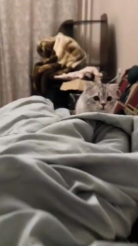 A fluffy, grey and white cat with large dark eyes is the focus of the video. The cat is on a bed with light blue bedding, partially obscured by the blankets. The background is out of focus but appears to be a room with a wooden dresser or shelving unit holding clothing and other items. The camera zooms in on the cat's face, bringing its features into sharp focus before the video cuts to black.