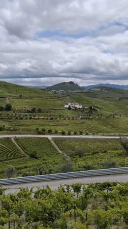Vineyard landscape documented in Portuguese wine country