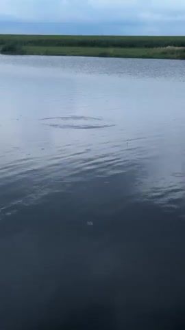 A calm body of water with a grassy embankment in the background. Two fishing floats are visible in the water. One is closer to the foreground and is bright yellow, while the other is further back and is red. Ripples are visible on the surface of the water, suggesting a gentle breeze or movement below the surface. The sky is overcast.