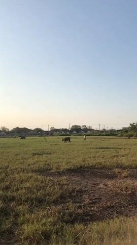 A wide shot captures a sunlit, grassy field under a clear, pale blue sky. The field is mostly dry grass with patches of dirt. In the middle ground, several water buffalo graze. A single person stands in the field, near one of the buffalo. In the distance, a line of trees and buildings marks the horizon, with a few utility poles visible. The lighting suggests it is either early morning or late afternoon.