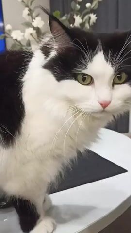 The video shows a black and white cat with green eyes sitting on a white table with a black mat. A white flowering plant is visible in the background. The camera focuses closely on the cat's face.