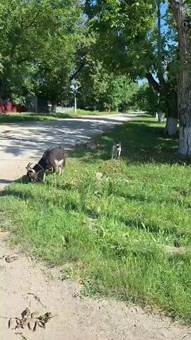 A black and white goat grazes on grass on the side of a dirt road. A smaller, white goat stands nearby. Trees and houses are visible in the background. The sun is shining.