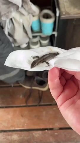 A hand holds a white paper towel with a small lizard on it. The lizard is dark brown and appears to be alive. The background is blurred, but it looks like an outdoor setting with wooden planks and some objects on shelves.