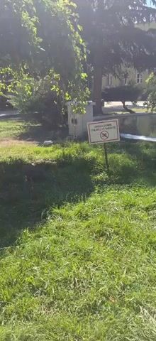 The video shows a park-like setting with lush green grass and trees. In the foreground, there is a patch of mown grass with shadows cast by the trees. In the middle ground, a white sign with red lettering and a symbol depicting a dog on a leash with a diagonal line through it is planted in the grass. Behind the sign, a small, light-colored concrete structure with a dark door is visible. Further in the background, there is a pond with calm water, and beyond that, trees and a building. A tree stump, possibly carved or decorated, stands near the pond. The lighting suggests it is daytime, with sunlight filtering through the leaves. No people are visible in the frame.