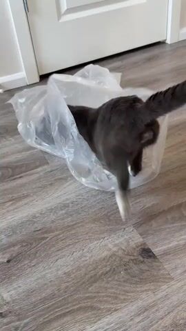 In this short video, two gray and white cats interact with a large, crinkly, transparent plastic bag on a wooden floor. The scene appears to be indoors, possibly in a home, with a white door in the background. The lighting suggests daytime.

Initially, one cat is mostly inside the bag, with its rear end and tail visible as it moves within. The other cat approaches the bag from the right, its head and forepaws blurring as it moves quickly. This second cat then turns and runs away from the bag. The first cat's tail continues to twitch within the bag, indicating activity. The overall mood seems playful, as cats often enjoy exploring and playing with such materials. There is no visible text in the video.
