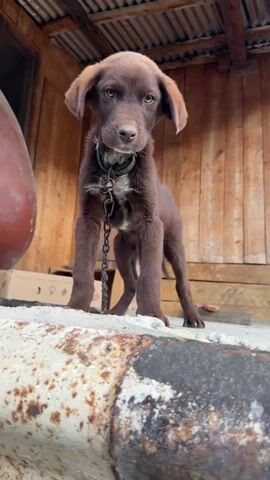 The video shows a brown puppy on a chain, standing on a rusty surface. The background includes wooden walls and a corrugated metal roof. To the left of the puppy, there's a large brown container. A hand reaches into the frame and pets the puppy on the head and face. The puppy squints its eyes as it's being petted.