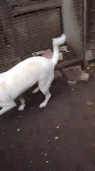 Dogs roaming fenced enclosures at a Belgorod shelter