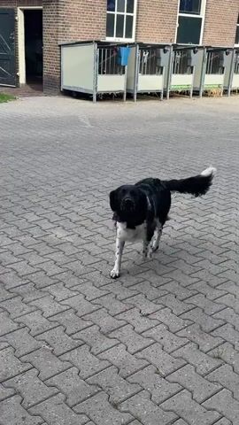 A black and white dog with a red bandana is standing on a paved area. The dog is barking and looking up. In the background, there is a brick building with a door and windows, and some metal enclosures. The paved area is made of interlocking grey bricks.