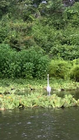 A white heron stands in the center of a pond surrounded by green lily pads and lush green foliage in the background. The heron is facing forward with its head tilted slightly up. The water in the foreground is dark and rippled.