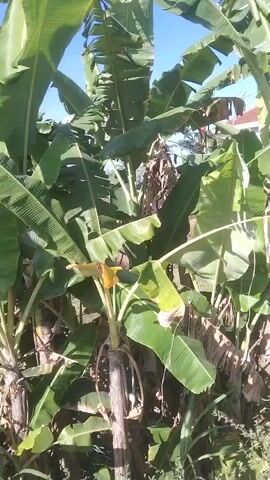 A video shows a cluster of banana trees with green leaves and some bunches of unripe bananas hanging from them. The trees are densely packed, and some dry leaves are also visible. The ground below is covered with dry grass and other vegetation. Sunlight is visible, indicating an outdoor scene.