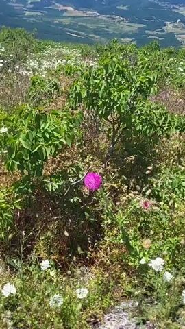 A butterfly is seen in focus, perched on a pink thistle flower. The butterfly's wings are spread open, showcasing its intricate patterns. The flower itself is a vibrant spherical bloom, surrounded by green foliage and other wildflowers in various stages of growth. The background suggests an elevated landscape, with rolling hills and distant scenery visible under a clear sky. The lighting indicates it is daytime.