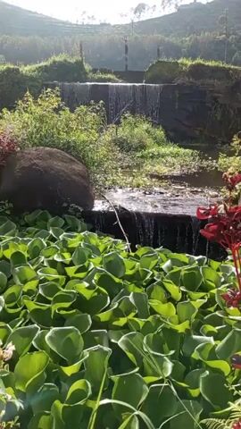 The video shows a body of water filled with green plants with shiny leaves, with water flowing into it over a series of small, man-made dams. Behind the dam, vegetation covers a hillside, and the sun is shining in the background, creating glare in the camera. A large rock sits to the left of the bottom dam. A few reddish-colored plants sit to the right. There are no people visible in the video.