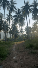 Sunlight illuminates dirt path through palm trees in Thailand