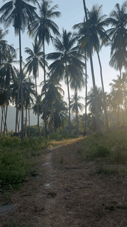 Sunlight illuminates dirt path through palm trees in Thailand