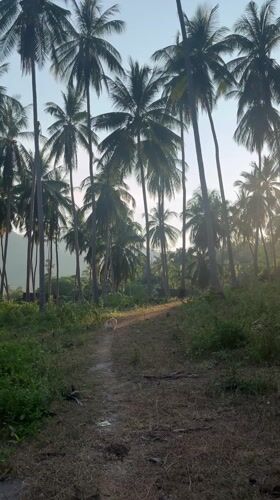 Sunlight illuminates dirt path through palm trees in Thailand