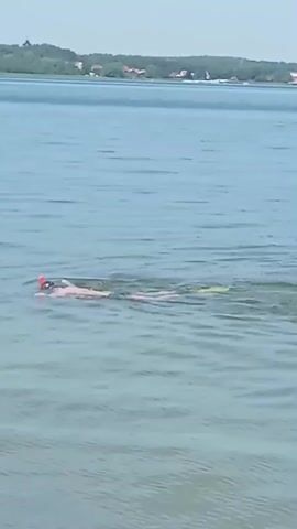 A person wearing a snorkel and mask is swimming in clear blue water. They are on their stomach and appear to be moving through the water at a steady pace. The background shows a shoreline with trees and buildings, and the sky is clear and blue. The water is calm with gentle ripples.