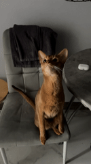 Abyssinian cat photographed at home in Kazan
