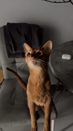 Abyssinian cat photographed at home in Kazan