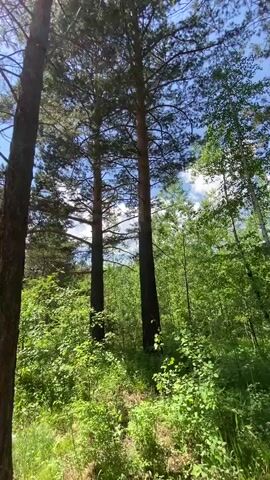 The video shows a low-angle view of a forest path on a sunny day. Tall pine trees are visible in the foreground, with lush green foliage and undergrowth surrounding the path. Sunlight filters through the canopy, creating dappled shadows on the ground. The path appears to be made of dirt and gravel. The video pans slightly to the right, revealing more of the dense forest.